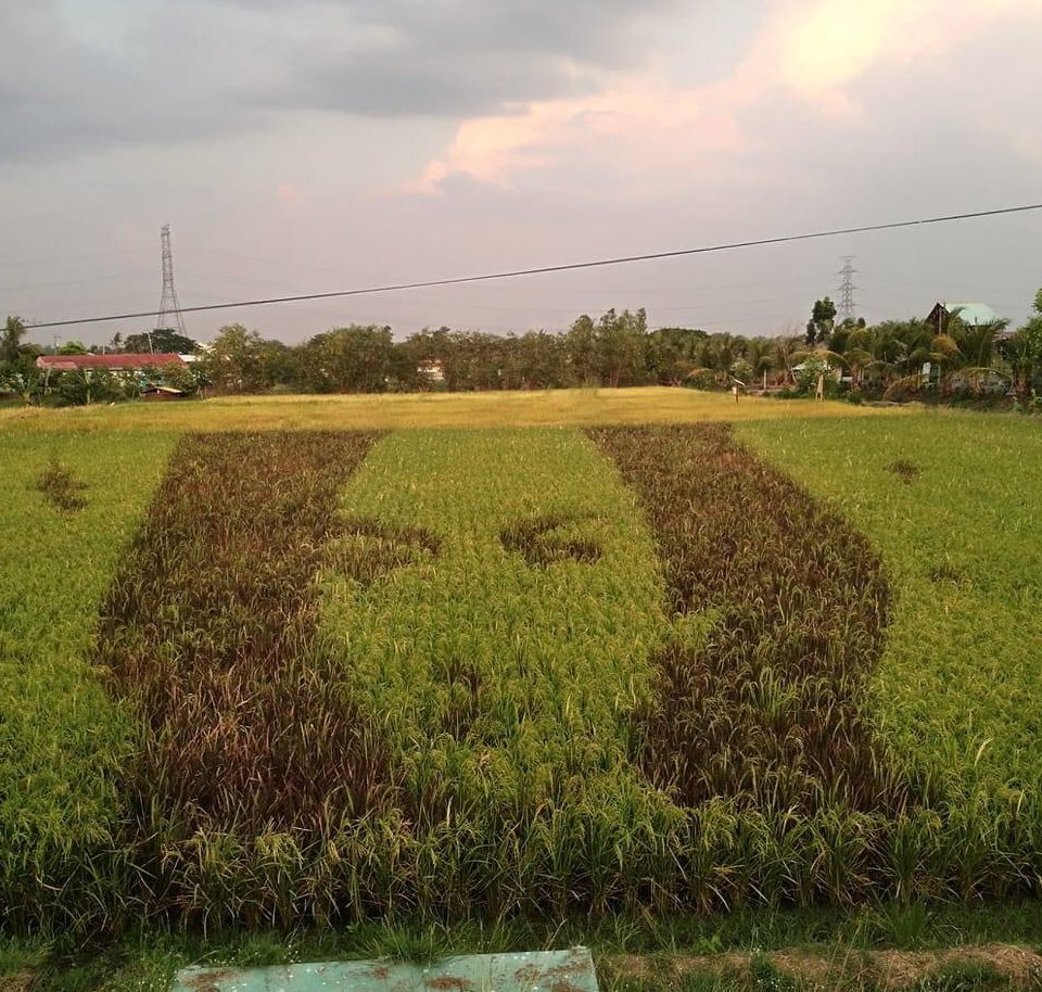 PopstersSarahG's tweet photo. SarahG Rice Paddy Art made by our kababayans from @FutureRiceFarm 
Thank you po for this amazing art..🙏❤️
#SaRiceGnaG
#SarahGeronimo 

@JustSarahG @VivaArtists @ABSCBNNews @mateoguidicelli https://t.co/CNgHPbvx2e