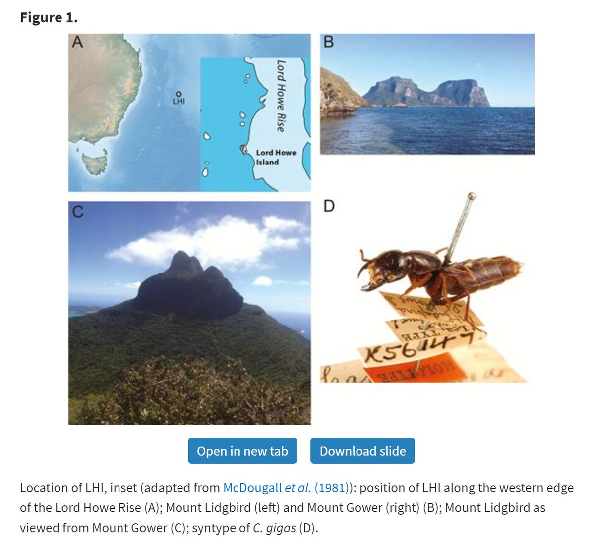 #LiteratureNotice Jensen et al. A total-evidence approach resolves phylogenetic placement of ‘Cafius’ gigas, a unique recently extinct rove beetle from Lord Howe Island doi.org/10.1093/zoolin… #Beetle #Beetles #RoveBeetles #Phylogeny #LordHoweIsland
