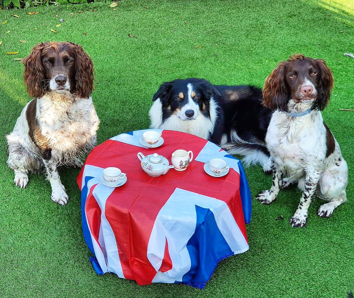 HantsFireDogs's tweet photo. 🐾Happy #FireDogFriday🐾

FD's Ruby, Harvey and Louis are celebrating the VE day anniversary with a well earned day off and a tea party in the garden 🇬🇧 

#HantsFireDogs #TeamHants #999Family #FireService #DogsWithJobs #SpringerSpaniel #BorderCollie #DogsofInstagram #VEDay75 https://t.co/n5ZJusbhjC