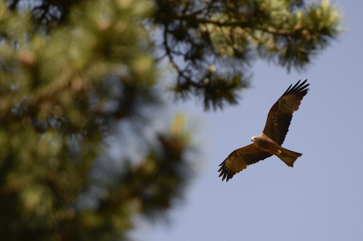 World Migratory Bird Day #WMBD2020 is an awareness-raising campaign highlighting the need for the conservation of migratory #birds and their habitats. It aims to draw attention to the threats faced by migratory birds, their ecological importance, and the need to conserve them.