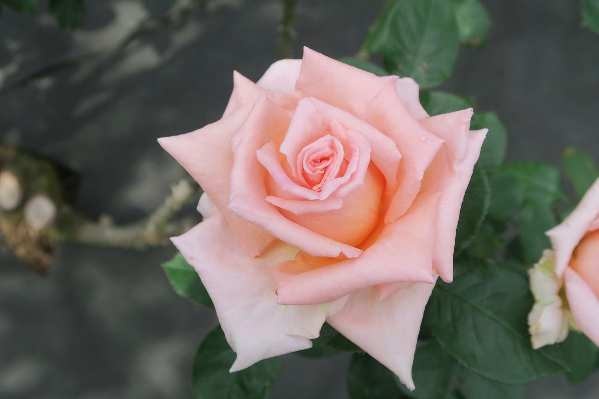 旧古河庭園 旧古河庭園のバラ 26 香貴 杏がかったサーモンピンクの花色 その名のとおり 気品ある香りが魅力です 美しい剣弁高芯咲き 花弁が多くボリュームのある花 旧古河庭園 バラ ツイッターで楽しむ庭園 休園中