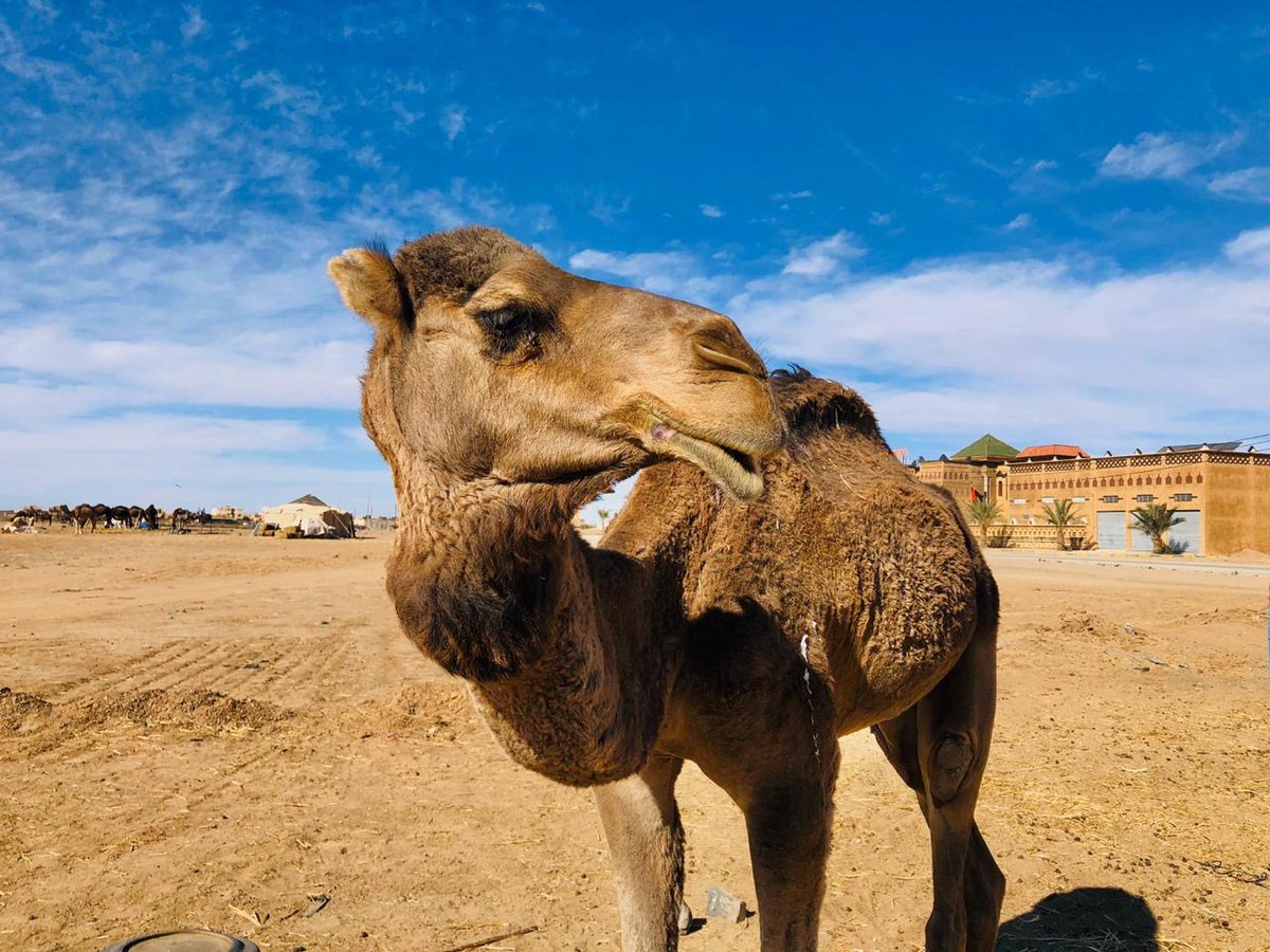 magical_morocco's tweet photo. We wish you a happy Friday. Enjoy the moment, stay calm and dream of the good things yet to come #friday #camel #Morocco #magicalmorocco #travelmagicalmorocco #stayhome #stayathome #enjoy #makethebestofit #liveinthemoment #holiday #travel #dream #peace #peaceofmind #desert https://t.co/wg9IXtUTFI
