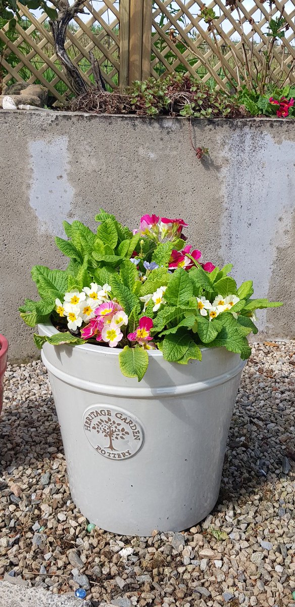 thebigifish's tweet photo. #floralfriday #greenfingerscharity
#Woodlodge_uk
#potsofcolour
#heritagegardenpottery
#westisbest https://t.co/YtLdsjj4Lr