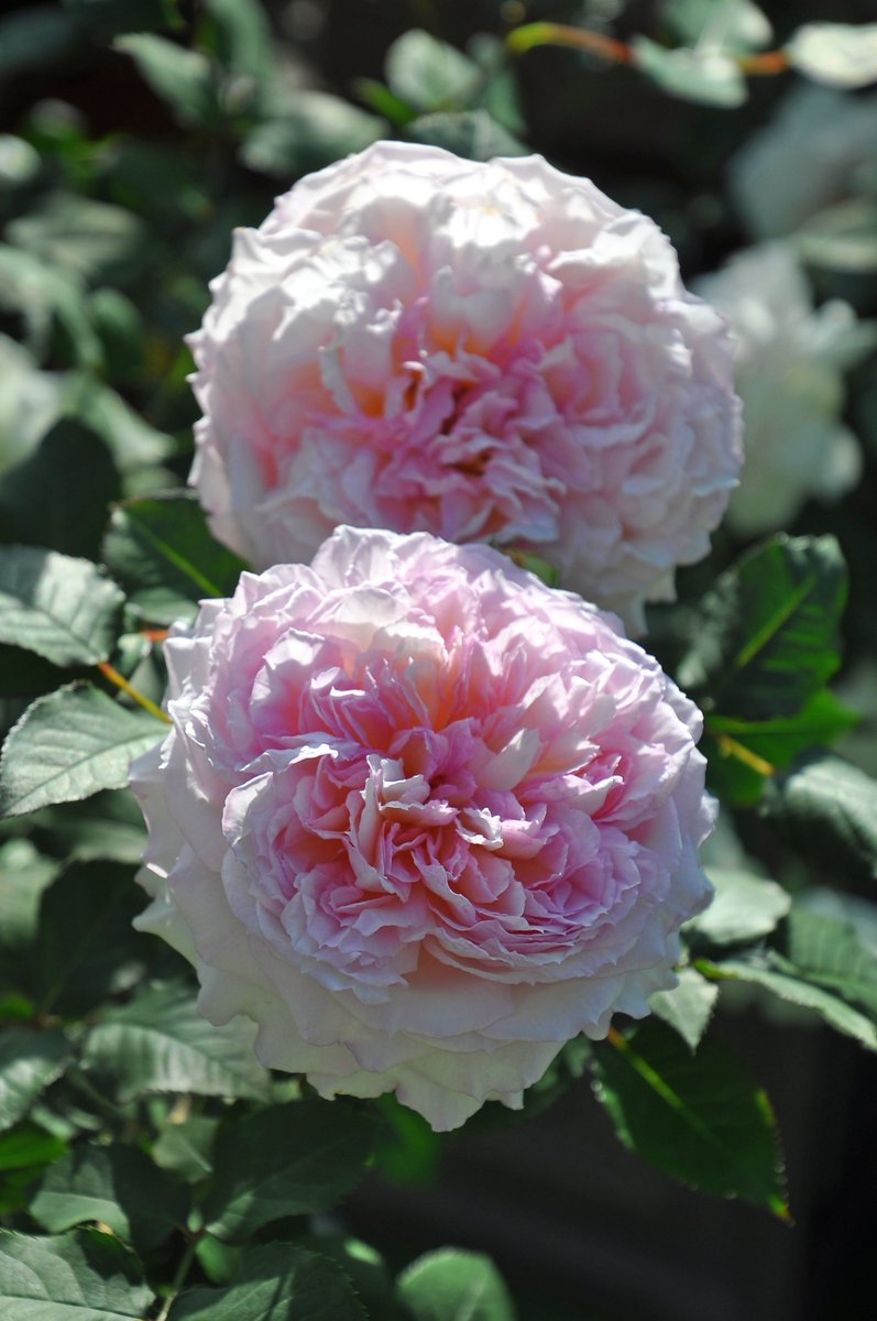 バラの家 公式本店 Rosa Orientis トロイメライ Traumerei アプリコットがかるピンクのグラデーションに繊細な花形のロゼット咲き 上質なフルーツティな芳香 耐病性にとても優れるまとまりの良いシュラブ 公式本店 T Co Mi1akhhpzi 楽天店