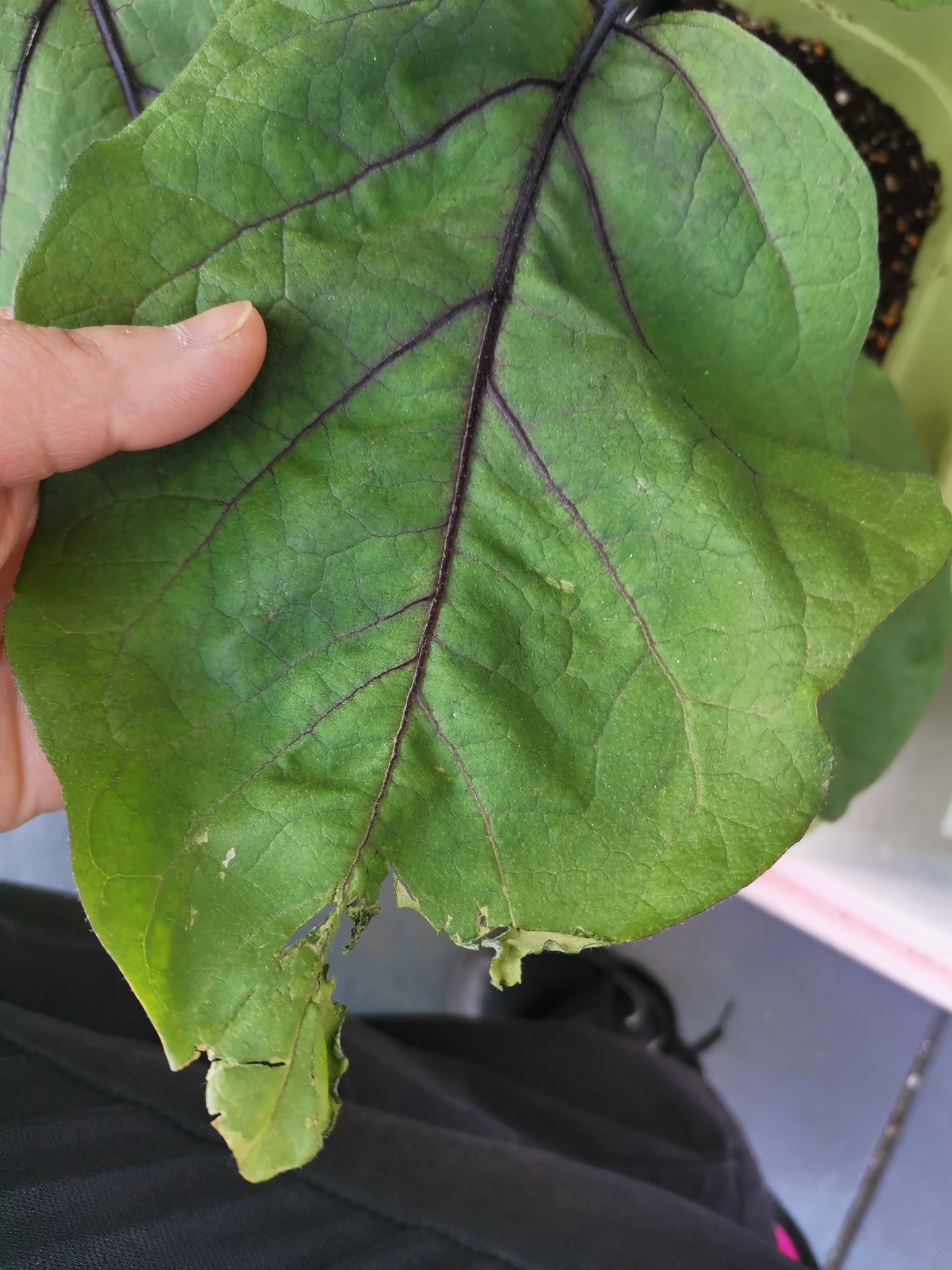 ひらい民治 なすの葉っぱが謎の破れ方してる 虫食いか あとズッキーニ受粉させても大きくならない ネットでみた雌花の下の葉の剪定をしてみた あと水やりちょっと控えめにしてみる なんか分かる人いたら教えてください T Co Aluhqcys4k