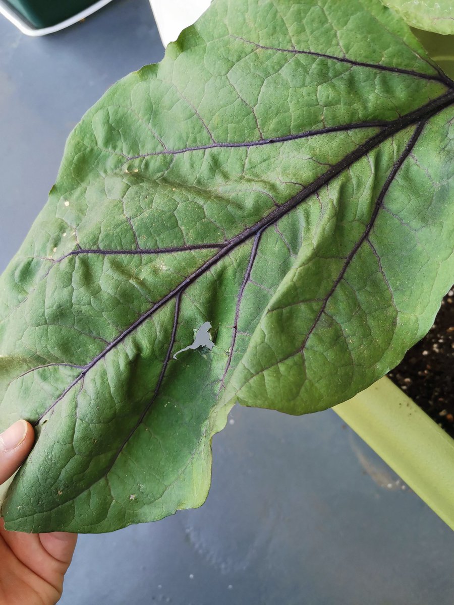 ひらい民治 なすの葉っぱが謎の破れ方してる 虫食いか あとズッキーニ受粉させても大きくならない ネットでみた雌花の下の葉の剪定をしてみた あと水やりちょっと控えめにしてみる なんか分かる人いたら教えてください