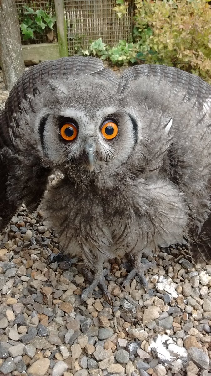 Our white faced owls have 2 babies that have just left the nest box-- owls fan their wings to look big and intimidating--even as small fluffy owlets! #owlet #owl