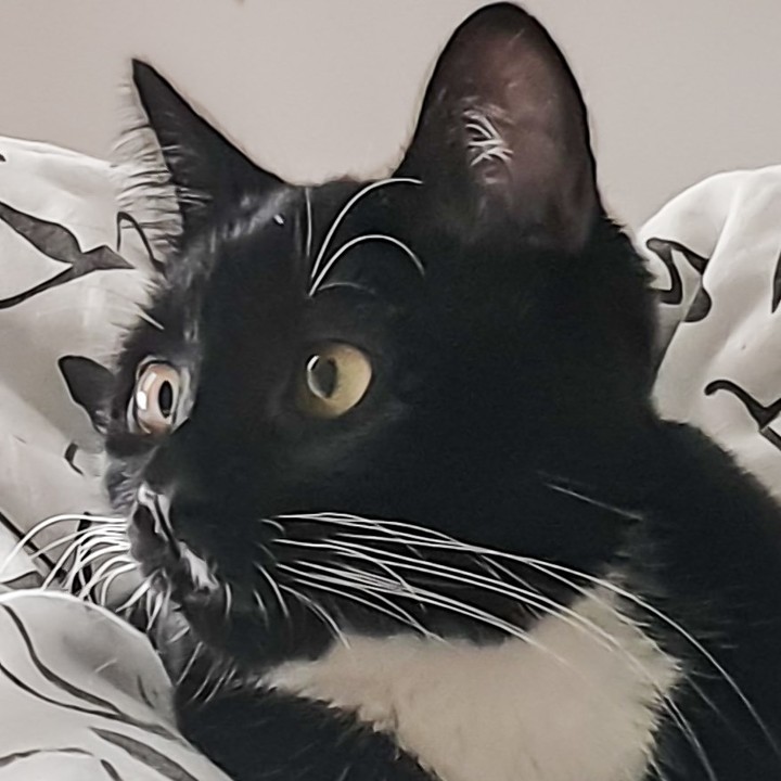 MaiseyAndMagna's tweet photo. Do you think humans dream of tuna like we do 🐟?#CatsOfTwitter #CatsOfTheQuarentine https://t.co/l26scytvbM