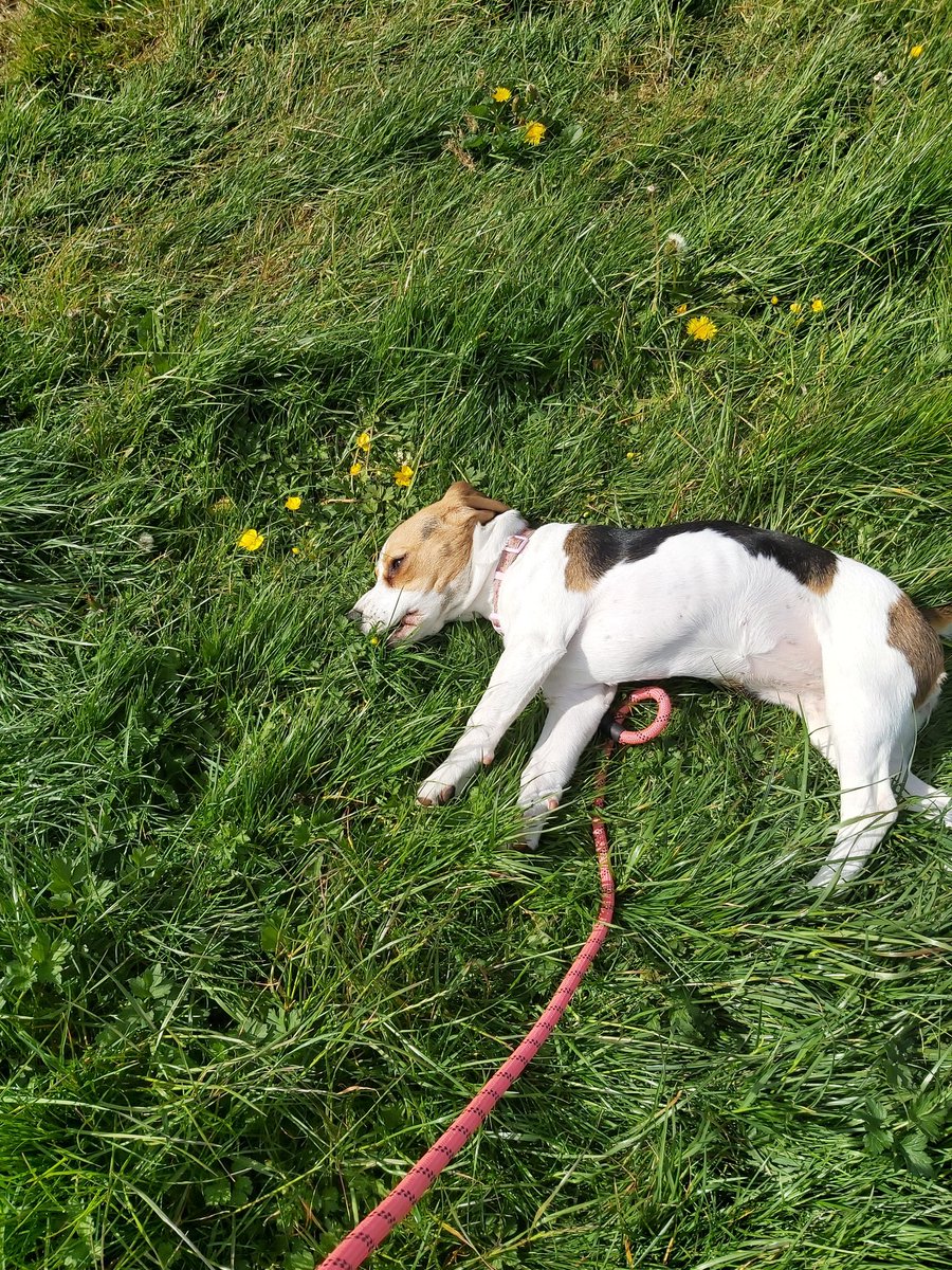 StarTheBeagle's tweet photo. Sunning myself on this lovely morning xx
#pupdate #beagle #dogsoftwitter #cute https://t.co/9PVLlmeacS
