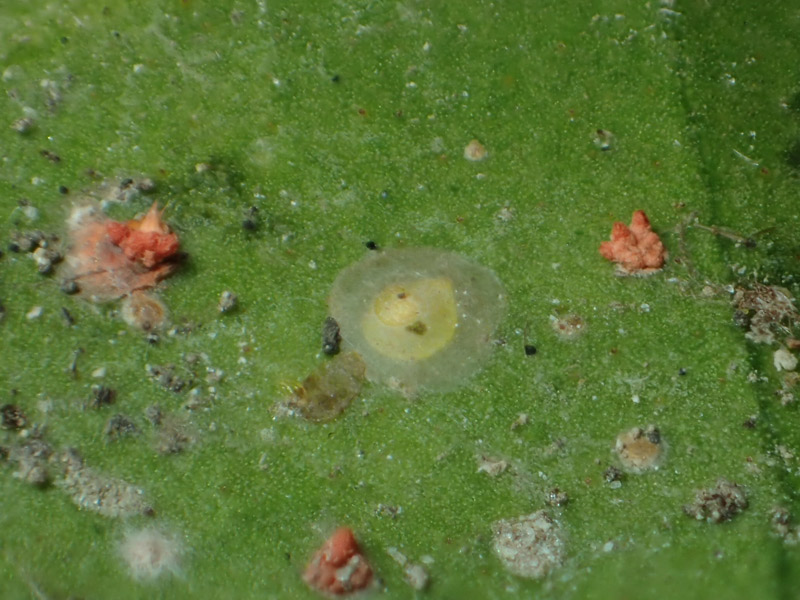 Ignatius 早速ありがとうございます 京都で見たのも多分同じ種類だったと思います あと こちらのカイガラムシショウコウビョウキンの宿主は何でしょうか 植物はツバキです