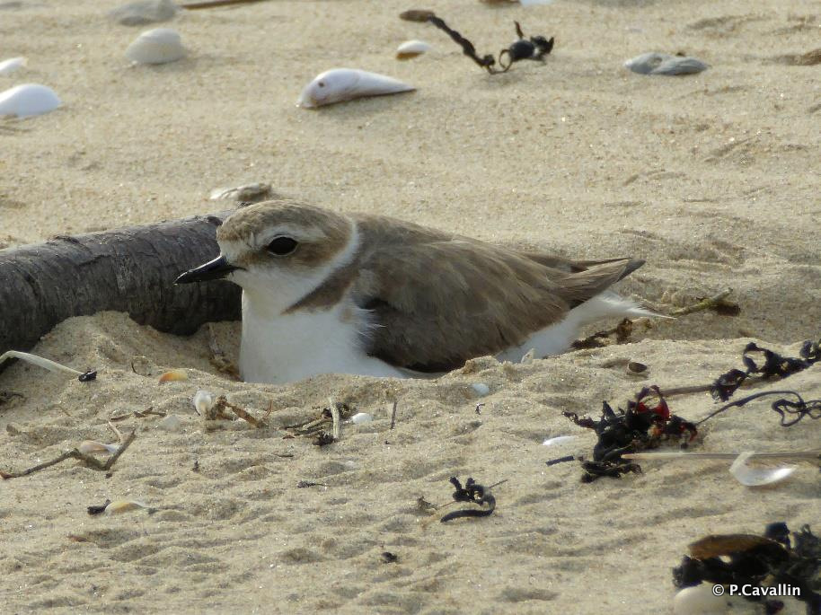 #Deconfinement ⚠️ Respectons la faune et la flore sauvages qui se sont réapproprié les espaces désertés

Les précautions à prendre 🙏 ▶️ bit.ly/déconfinésmais…