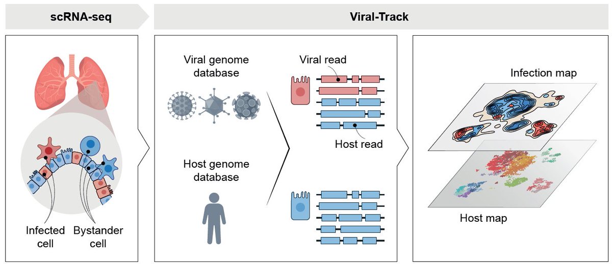 We developed Viral-Track, a new computational tool, which allows unsupervised detection of viral RNA in scRNA-seq datasets, and transcriptional sorting of infected versus bystander cells. 3/13