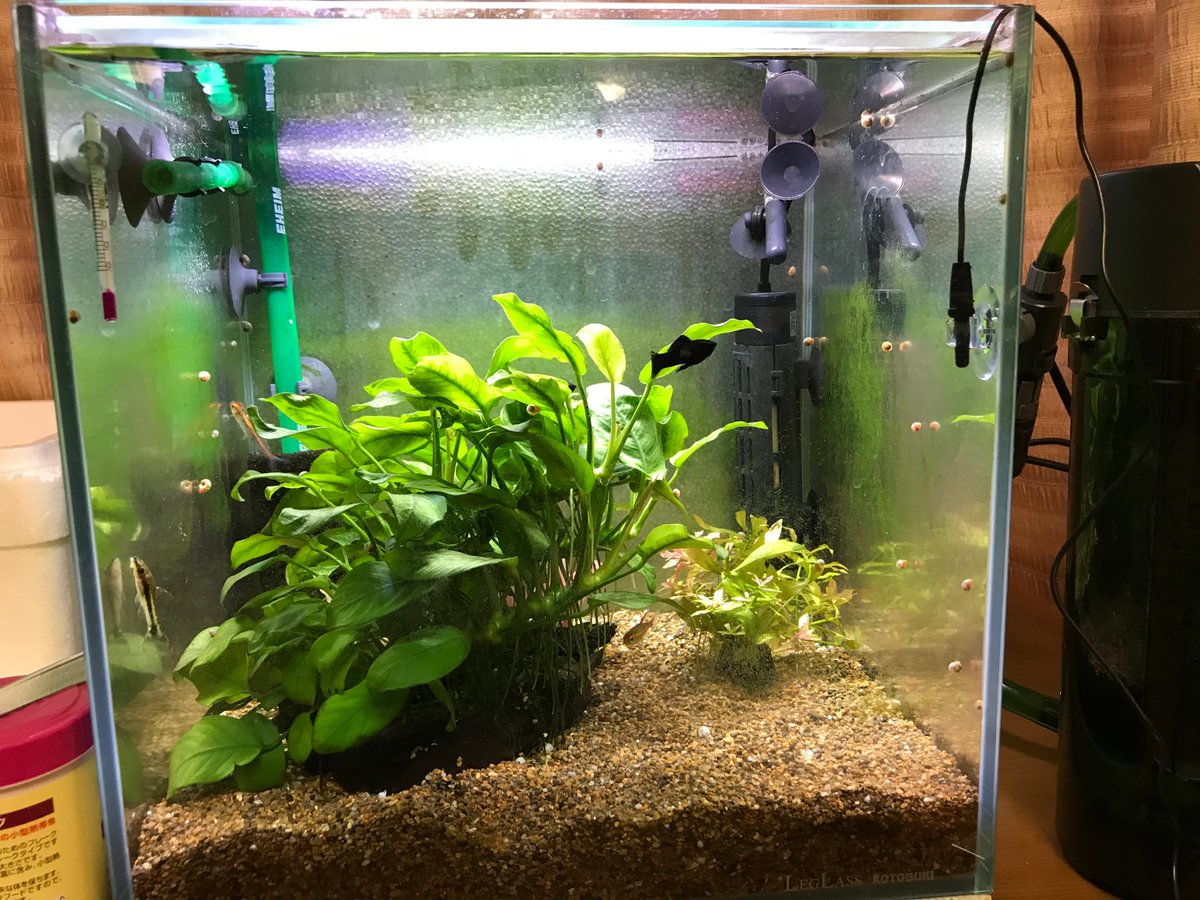 場所動かした、ついでに水換え
前回触りすぎたみたい、全体的に調子良くない
16くらいにフィルター掃除