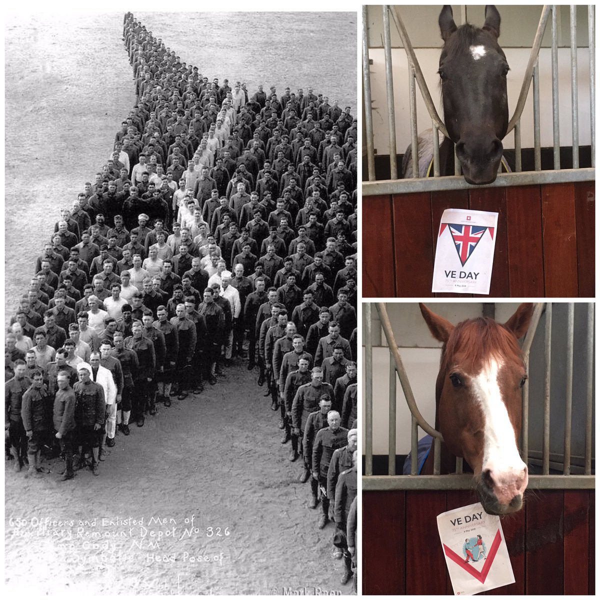 parareininguk's tweet photo. The boys getting ready to celebrate #VEDay, they have heard word on the street is there may even be special treats later. Celebrating peace for all; animals too. #VEcelebrations #peace #peacetime #grateful #grattitude #animals #horses #equestrians #remembrance #VEDay2020 #VEDay75 https://t.co/IVoOBwcVxp