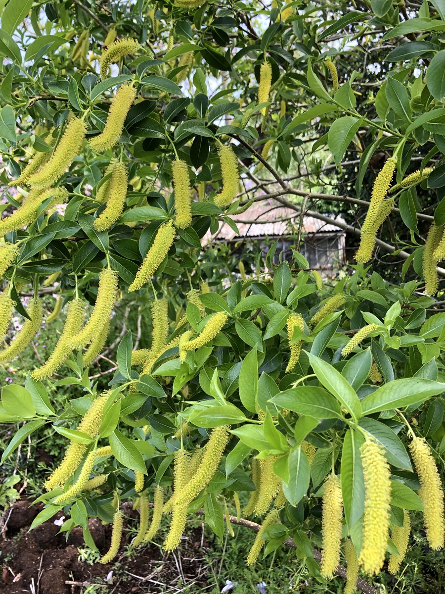 Botanic Nursery tweet media