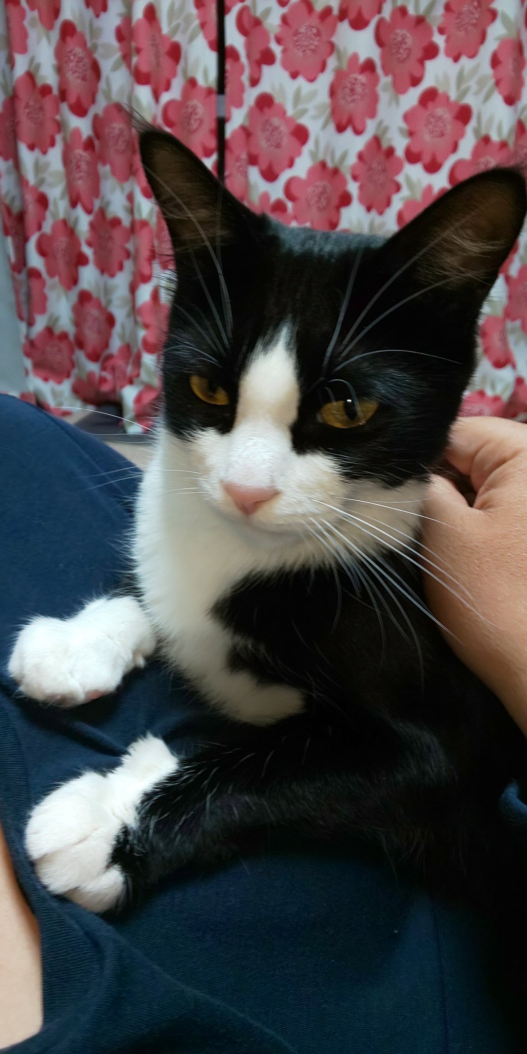青の祓魔師 青エク の クロ は猫の種類で言うとなんだろう ニクキューチャンネル 可愛くて面白い 動物たちの画像や情報を配信