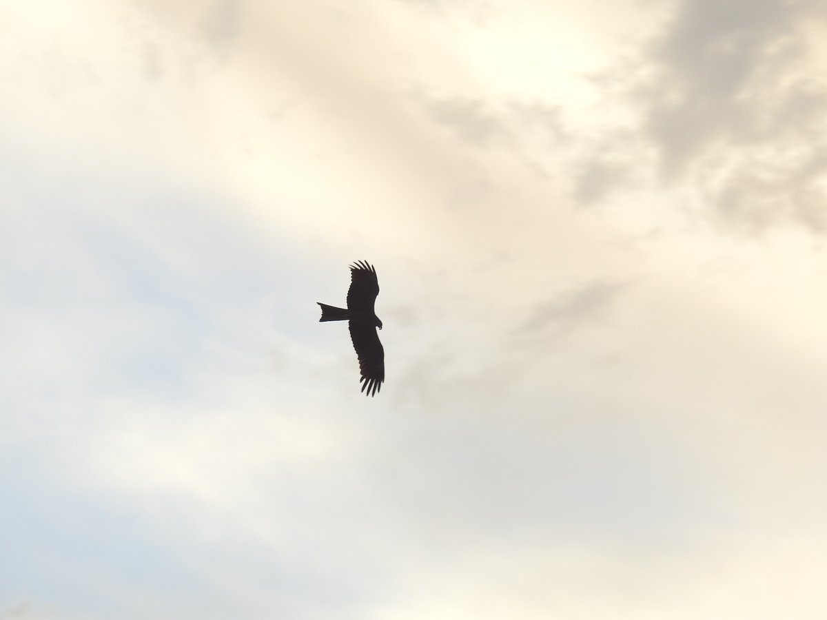 mmatalpur's tweet photo. #EagleInFlight
The Eagles (kites) fly around and at times quite playfully chase each other too.
As they are in motion the pictures taken are not very clear and only some of them come out well.
These are some that came out reasonably well. https://t.co/CKn1sLuszC