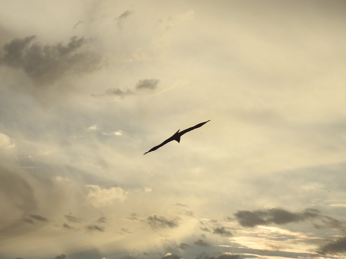 mmatalpur's tweet photo. #EagleInFlight
The Eagles (kites) fly around and at times quite playfully chase each other too.
As they are in motion the pictures taken are not very clear and only some of them come out well.
These are some that came out reasonably well. https://t.co/CKn1sLuszC