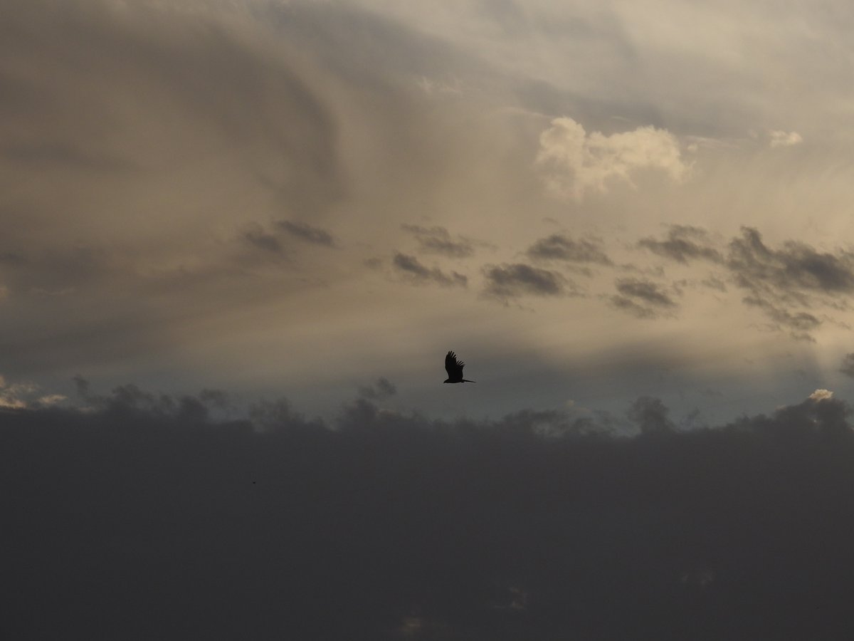 mmatalpur's tweet photo. #EagleInFlight
The Eagles (kites) fly around and at times quite playfully chase each other too.
As they are in motion the pictures taken are not very clear and only some of them come out well.
These are some that came out reasonably well. https://t.co/CKn1sLuszC