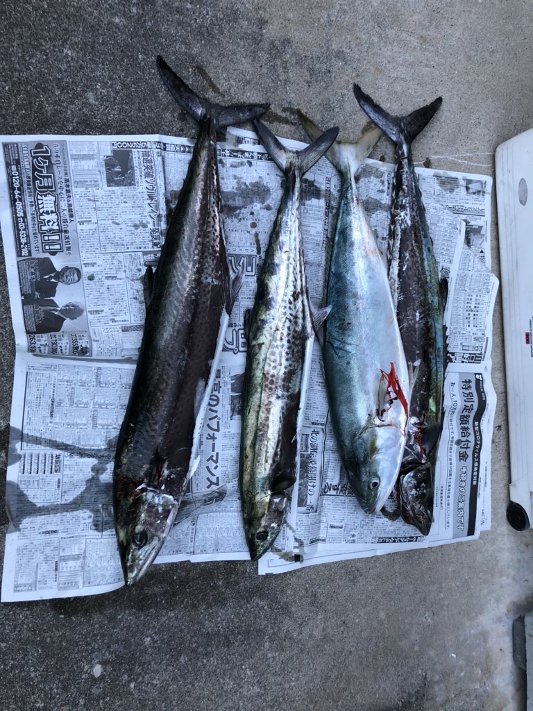 rensuzuki3's tweet photo. 季節外れのブリ釣れた https://t.co/Dh1fLQiGhJ