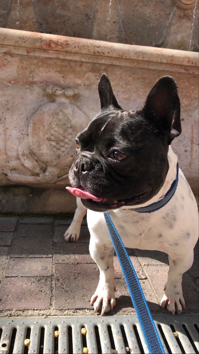 JeanSimonDJ's tweet photo. Si tengo el perro más bonico, se dice y punto 🤪🐶

#batman #bulldogfrances #granada #pet #nofilter #bulldog #frenchbulldog #frenchie https://t.co/sIL69DXDDf