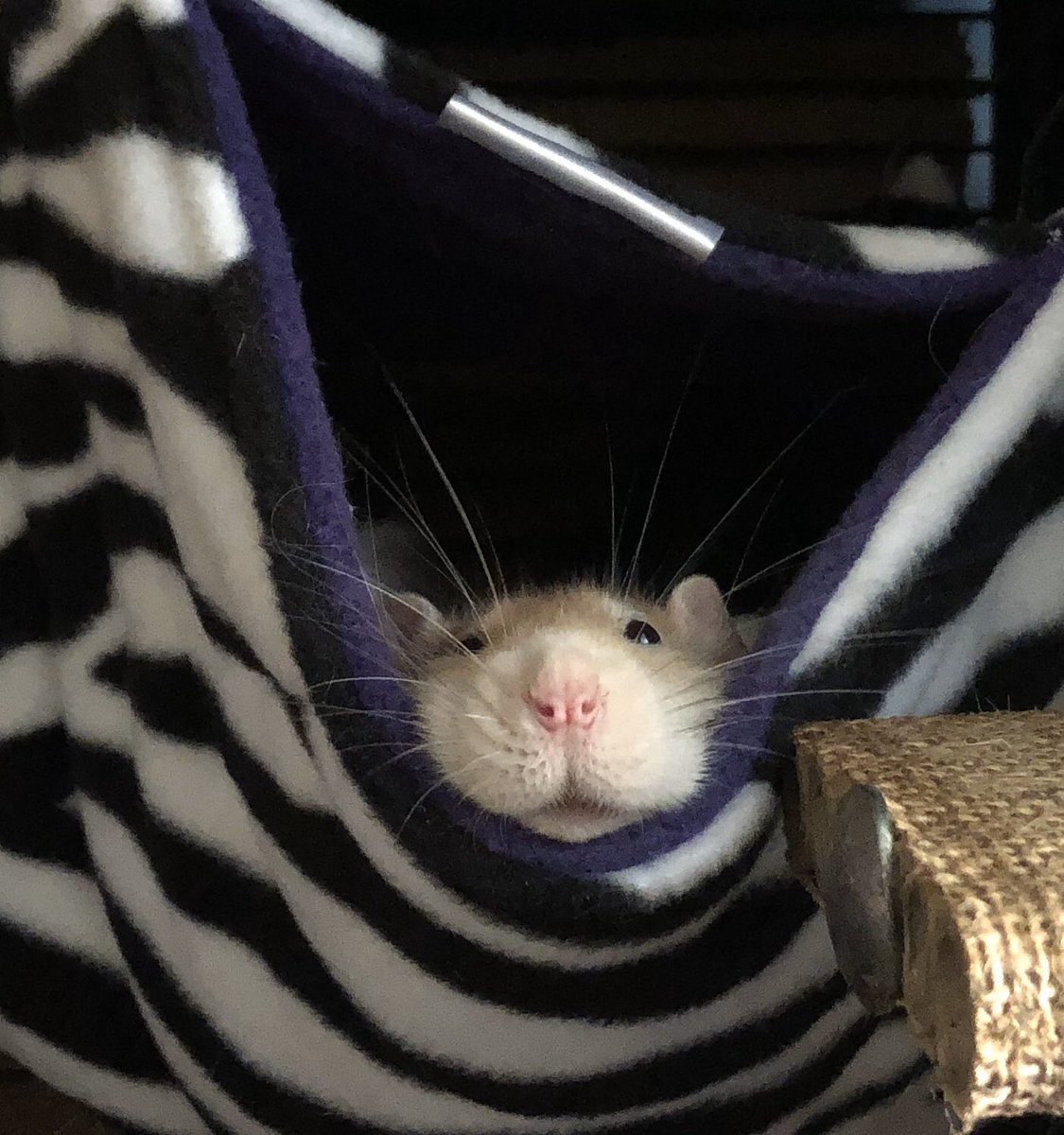 This squishy face of happiness is how rats should be seen by all.... loving, friendly, playful and loyal creatures better than a lot of humans I know 🐭❤️ #ratsoftwitter #ratslove #petrats