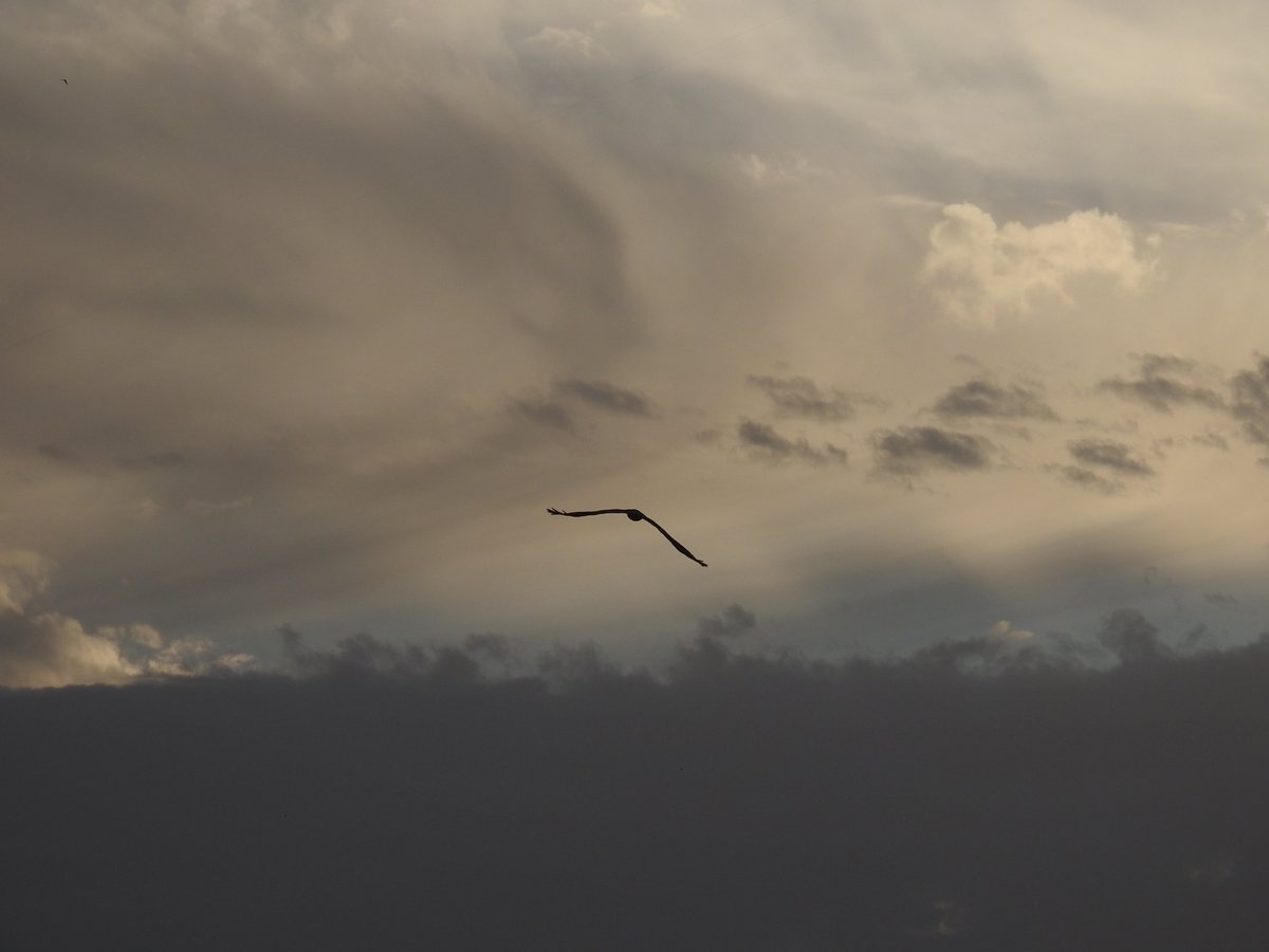 mmatalpur's tweet photo. #EagleInFlight
The Eagles (kites) fly around and at times quite playfully chase each other too.
As they are in motion the pictures taken are not very clear and only some of them come out well.
These are some that came out reasonably well. https://t.co/5GBnw3btfe