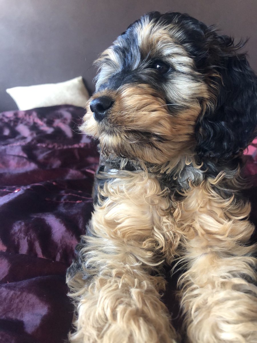 WritersCwtch's tweet photo. Huge shout out to all the staff ⁦@ParkVetsCardiff⁩ . Thank you for looking after our pets in #lockdown ❤️ https://t.co/2arVZfmCZH