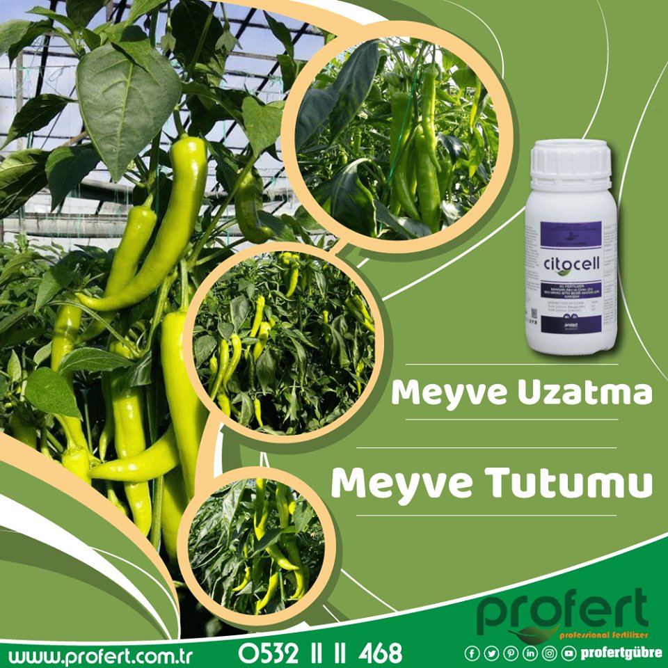 Profertgubre's tweet photo. #citocell ile meyvelerde tutum ve uzatma elde edin.
🌍https://t.co/OtLd7GjyRf 📲0532 11 11 468
#profert #profertgübre #profertfertilizer #citocell #hayirlicumalar #coronavirus #Corona #COVID19 #COVID #DirenGazi #ZekiAlasya #supermoon #YksErteleVirusuYayma #izmir #Antalya https://t.co/WtFWF28C4l