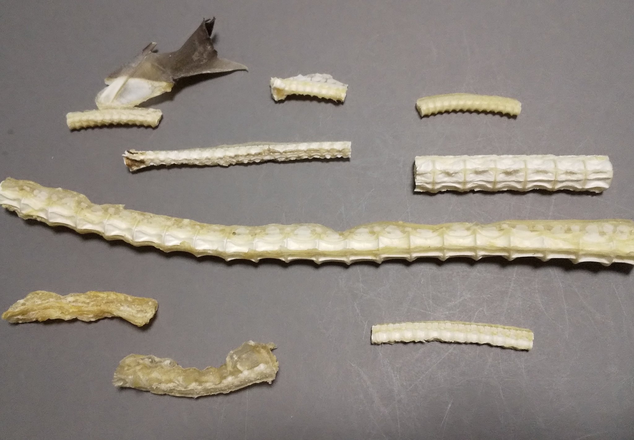 800年前のサメの背骨の化石