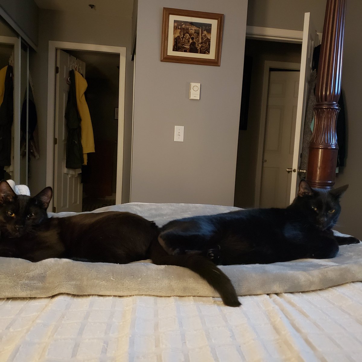 KalsterCat's tweet photo. He's such a loser. trying to nig my side of the bed https://t.co/q4ikYXyT4q