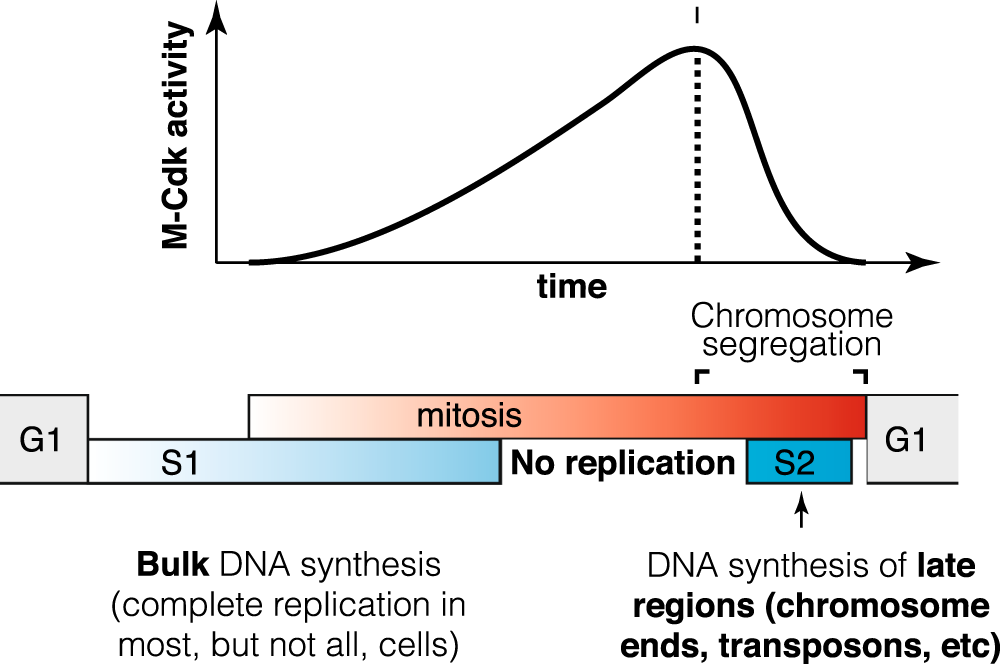 lookout it's out! Budding yeast complete DNA synthesis after chromosome segregation begins nature.com/articles/s4146…