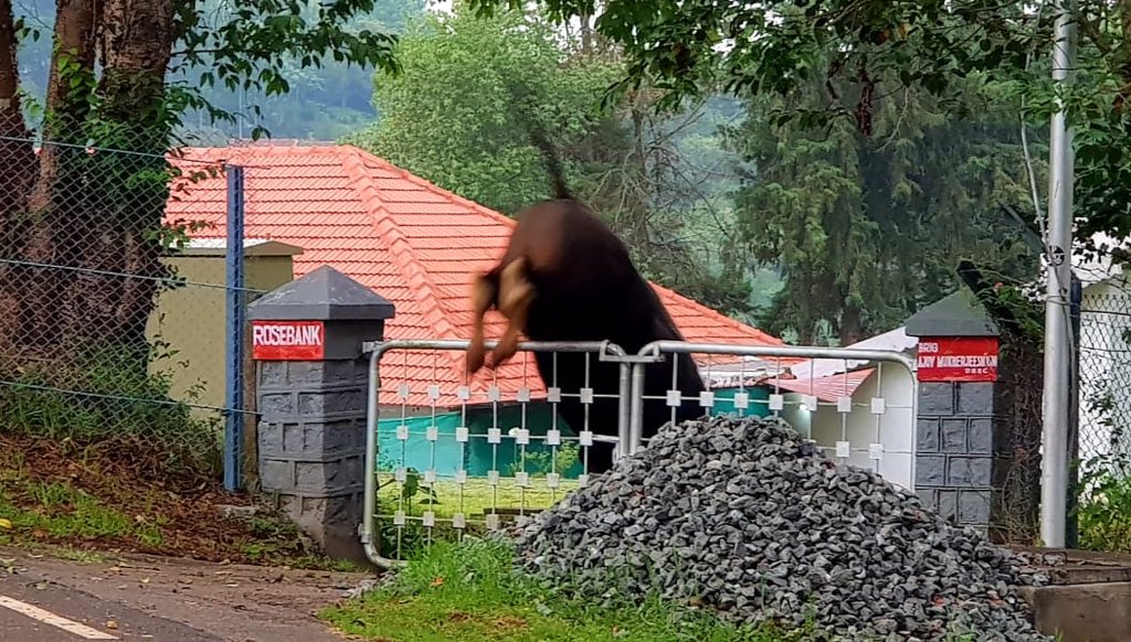 This Indian Gaur went to show his jumping skills to Bridadier. Pc - Sriram