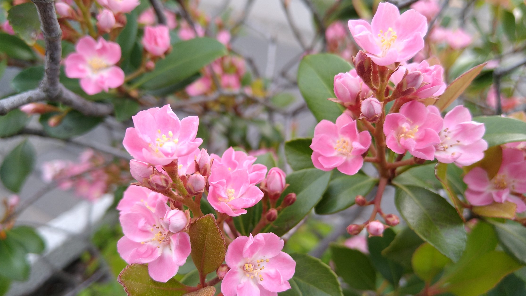 くものたね このピンクのお花は モッコクモドキ なのか シャリンバイ なのか 調べていたら頭がパニックに え 両方同じものなの ベニバナシャリンバイ 花 花写真 スマホ写真 散歩 Tlを花でいっぱいにしよう T Co Dgsnqi5rjr
