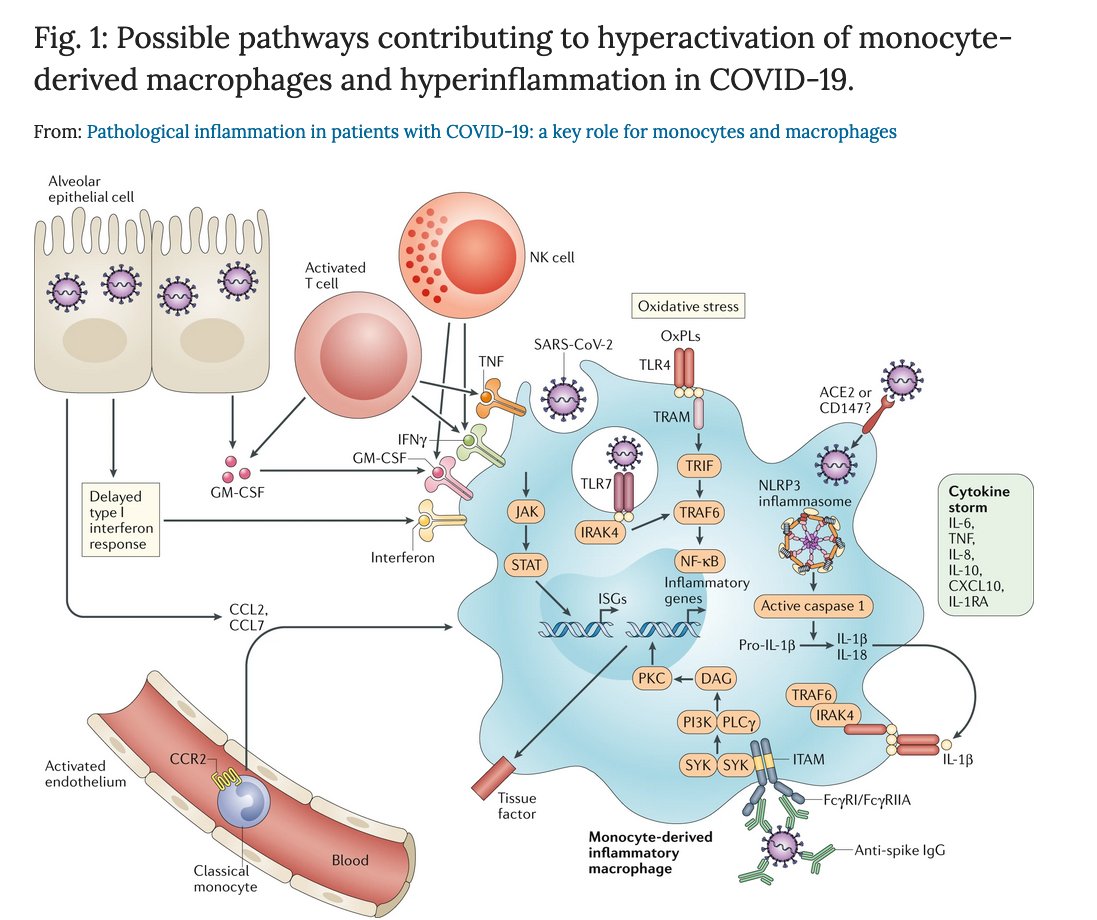 Pathological inflammation in patients with COVID-19: a key role for monocytes and macrophages  http://dlvr.it/RW6KR Papel clave de los monocitos y macrofagos en la patologia inflamatoria en pacientes con COVID-19  @nature