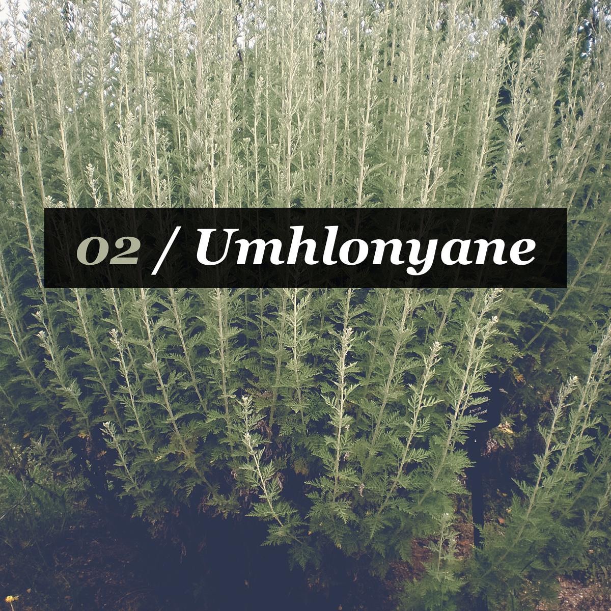 Umhlonyane, the African #Wormwood is a highly aromatic indigenous plant  found commonly in South Africa spreading to most parts of North and East  Africa. The wormwood is used medicinally to treat symptoms