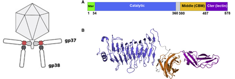 BriersYves's tweet photo. Beautiful new #crystalstructure of the second #tailfiber of the #Klebsiella
#phage KP32 with a higly #modular structure targeting the #capsule. Nice work in collaboration with and led by the Drulis-Kawa and Berisio groups.
https://t.co/nxPj75Cdt5 https://t.co/uuDnyZTiwY