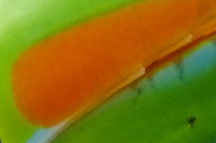 frozenark's tweet image. Which #RainforestTheme animal has this lovely colouring? Answers on a postcard... 

#PatternPuzzle