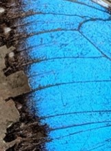 frozenark's tweet image. Another day, another pattern - but what #RainforestTheme animal does this one belong to? #PatternPuzzle