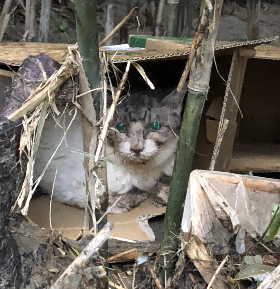 ぎわ 猫ボランティア 獣医学生 野良猫写真家がまた話題になってるので 私のアルバムからも ほのぼの野良猫写真集 から意図的に あるいは意図せずに 隠された現実がこちら 野良猫を美化するのはもうやめてほしい 野良猫から完全室内飼育になった猫