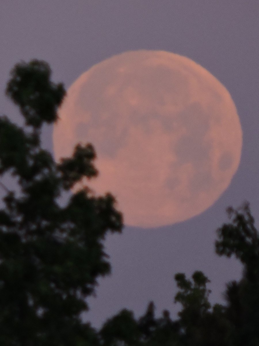 JosephHill3794's tweet photo. Supermoon🌕
#May2020
Photo By: Joseph Hill🙂📸🌕
#supermoon🌕 #fullmoon🌕 #moon🌕 #PinkMoon🌕 #pinkmoon2020🌕 #moonlight #Dawn #morning #sky #trees #lookingup #beautiful #spectacular #Wow #awesome #peaceful #Spring #DayBreak #FullMoonOfMay🌕 #Supermoon2020🌕 #VassNC #May https://t.co/YnKJWSqoDH
