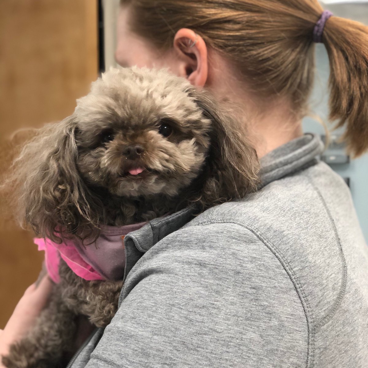 Kayleigh and Coco. Two of my faves....

#bestjobever #lovemyjob #lovemygirls #vettechs #vetslife #poodle #cuteness