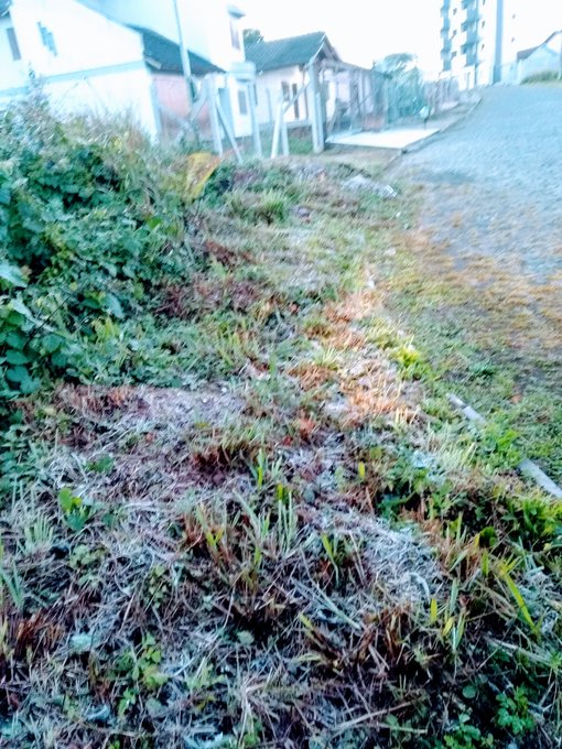 Ver imagem no Twitter