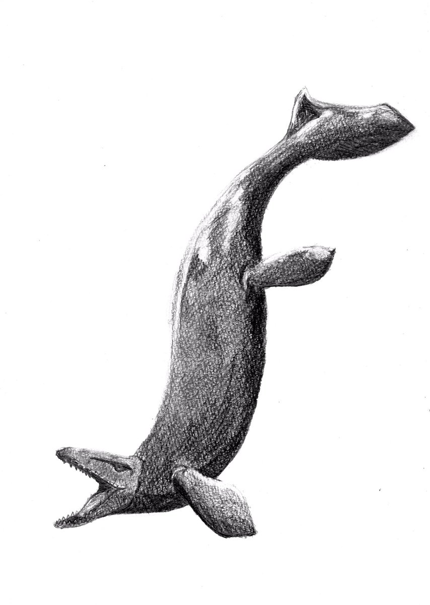 コンプリート モササウルス 画像 恐竜 モササウルス 画像
