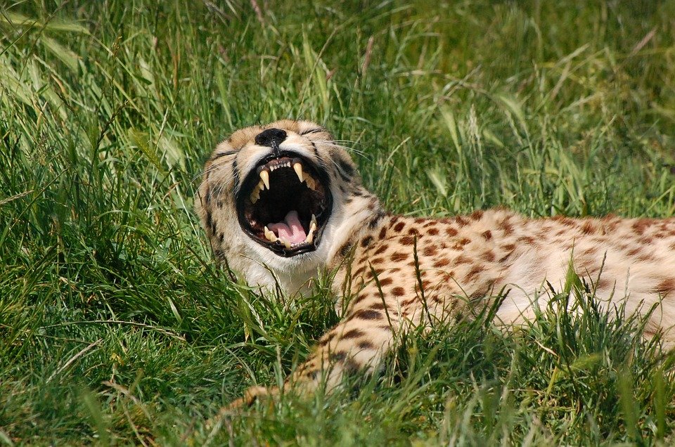 #FridayFun: Give us your best caption for this photo.
#cheetah #wildlife #safari #southafrica #lionandsafaripark
#ExploreDiscover