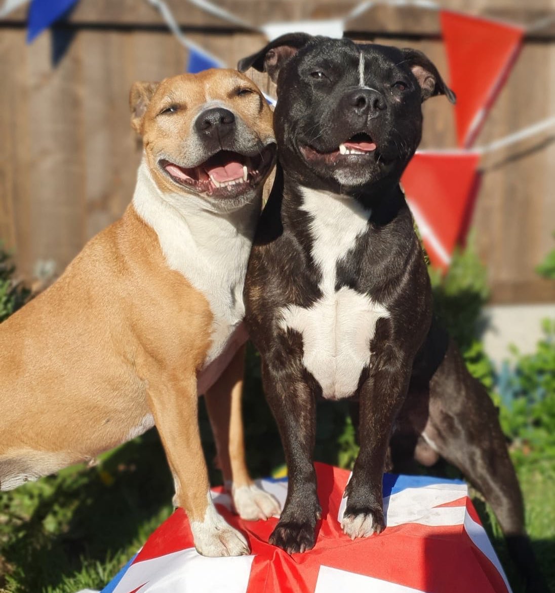 Our dogs are making the most of this bank holiday to celebrate #VEDay75 🐶