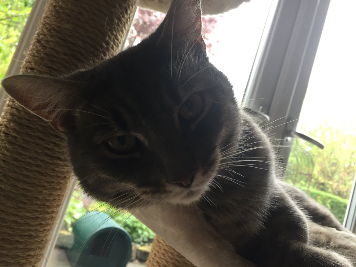 Catherine Keyes 🙋🏻‍♀️🐈‍⬛🐈🐈‍⬛ tweet media