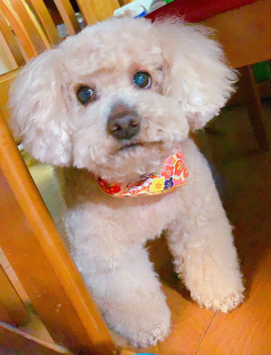 choco_toypoo's tweet photo. 2ヶ月ぶりにさっぱりカット✂︎
#ちょこさん #トイプードル
#toypoodle #犬 #(ᐡ• ﻌ •ᐡ) https://t.co/Wz1M9hTY87