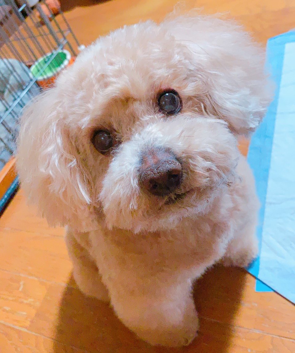 choco_toypoo's tweet photo. 2ヶ月ぶりにさっぱりカット✂︎
#ちょこさん #トイプードル
#toypoodle #犬 #(ᐡ• ﻌ •ᐡ) https://t.co/Wz1M9hTY87
