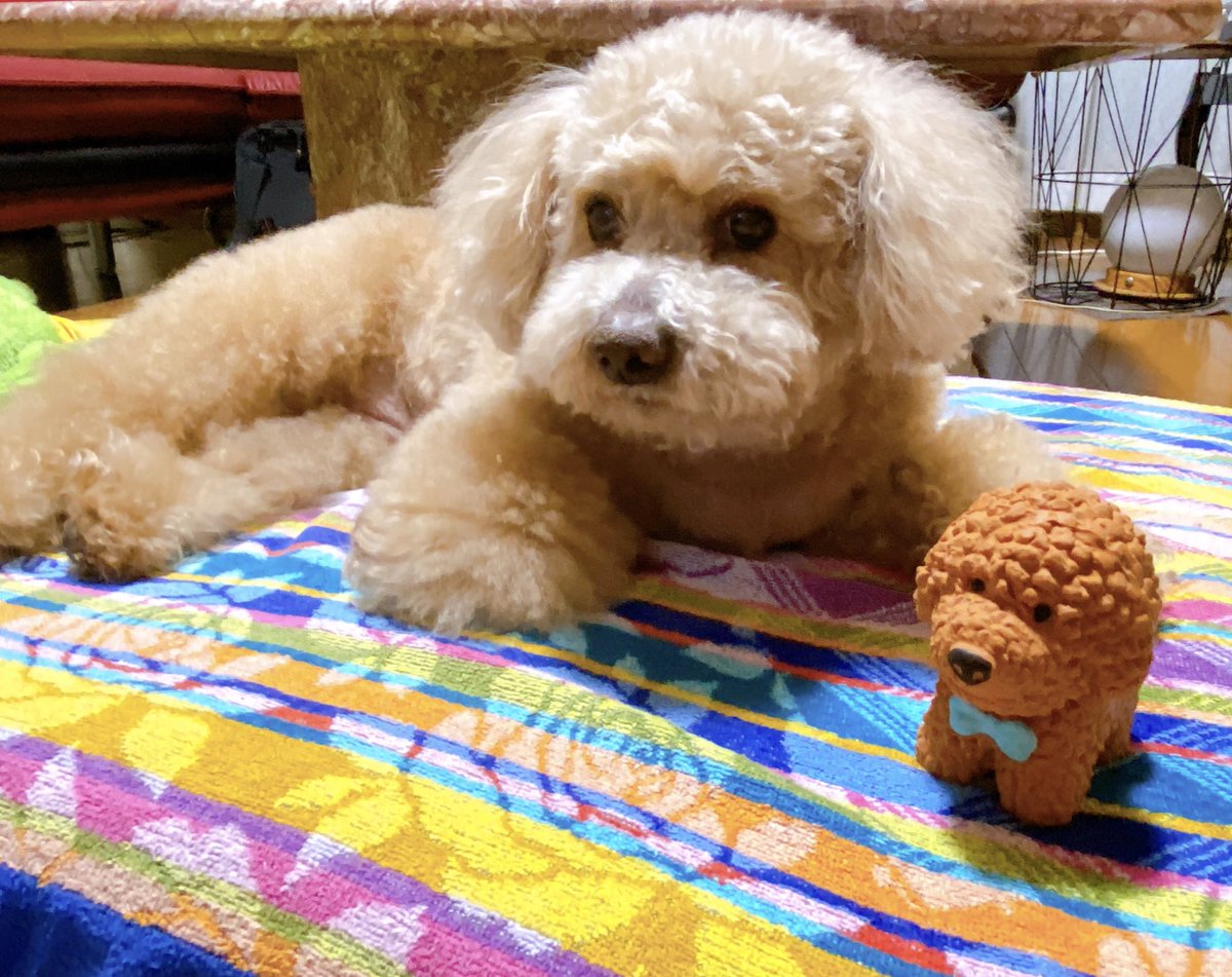 choco_toypoo's tweet photo. 2ヶ月ぶりにさっぱりカット✂︎
#ちょこさん #トイプードル
#toypoodle #犬 #(ᐡ• ﻌ •ᐡ) https://t.co/Wz1M9hTY87